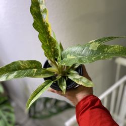  Variegated Philodendron Ring Of Fire 