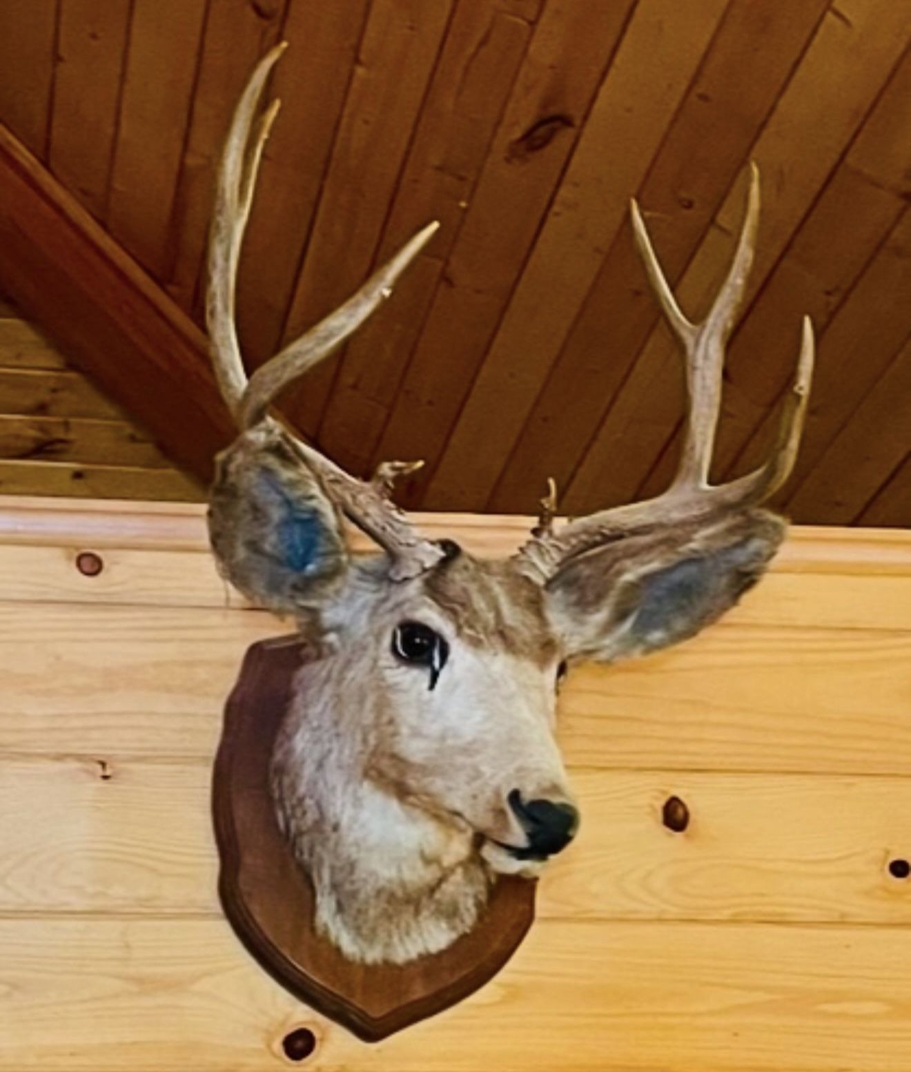 Taxidermy Deer Head Mount