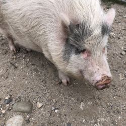 Potbelly Pig