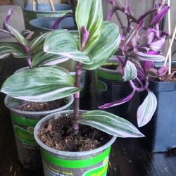 House Plants. Wondering Jew!!
