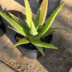 Aloe Vera - Savila