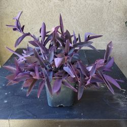 Purple 💜 Plant. Planta Morada 🟣