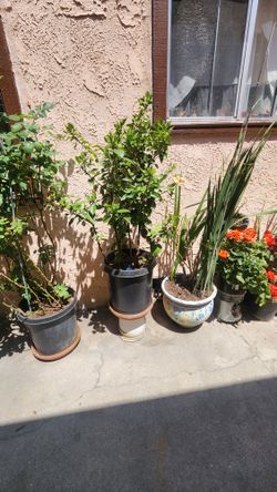 Plants For Sale 