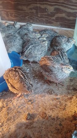 Codornices  En Venta 