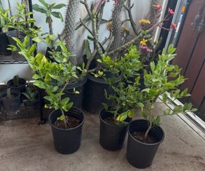 Mexican lemon