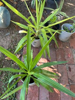 Yuca plant
