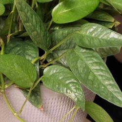 Cebu Blue Pothos Plants 5Cuttings (Each 2Nodes) Rare Vine Indoor Outdoor