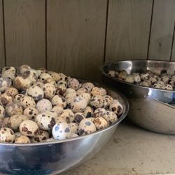 Quails Eggs For Sale 