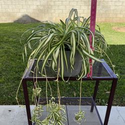 Spider Plant