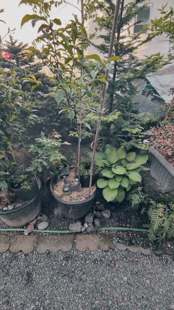 Plants For Sale
