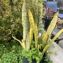 Mother-In-Law Tongue -Snake Plant