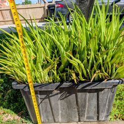 Large Aloe Vera Plants In  Container ~ 26" x 17" x 15"