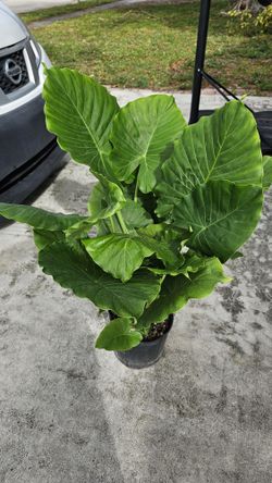 Alocasia (Elephant Ear)