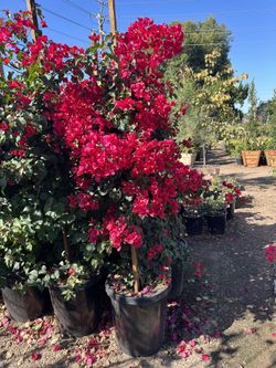Bougainvillea 