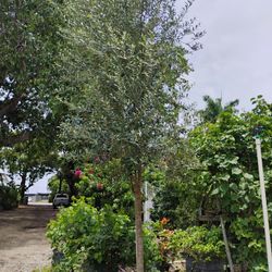 Large Olive Tree 🌳$550🫒