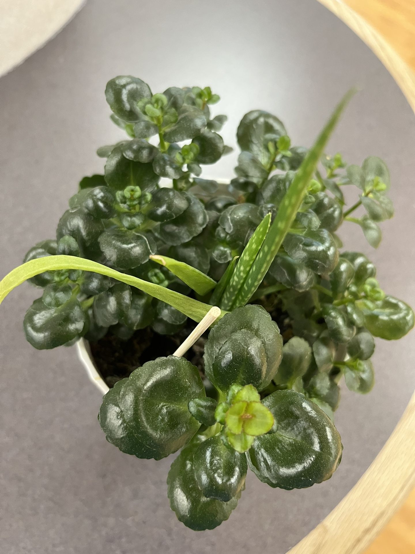 Decoration Real Succulent