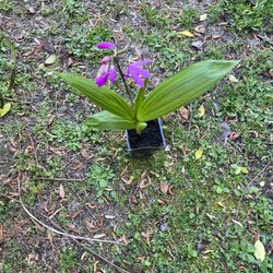 Hardy Ground Orchid Perennial Plants 