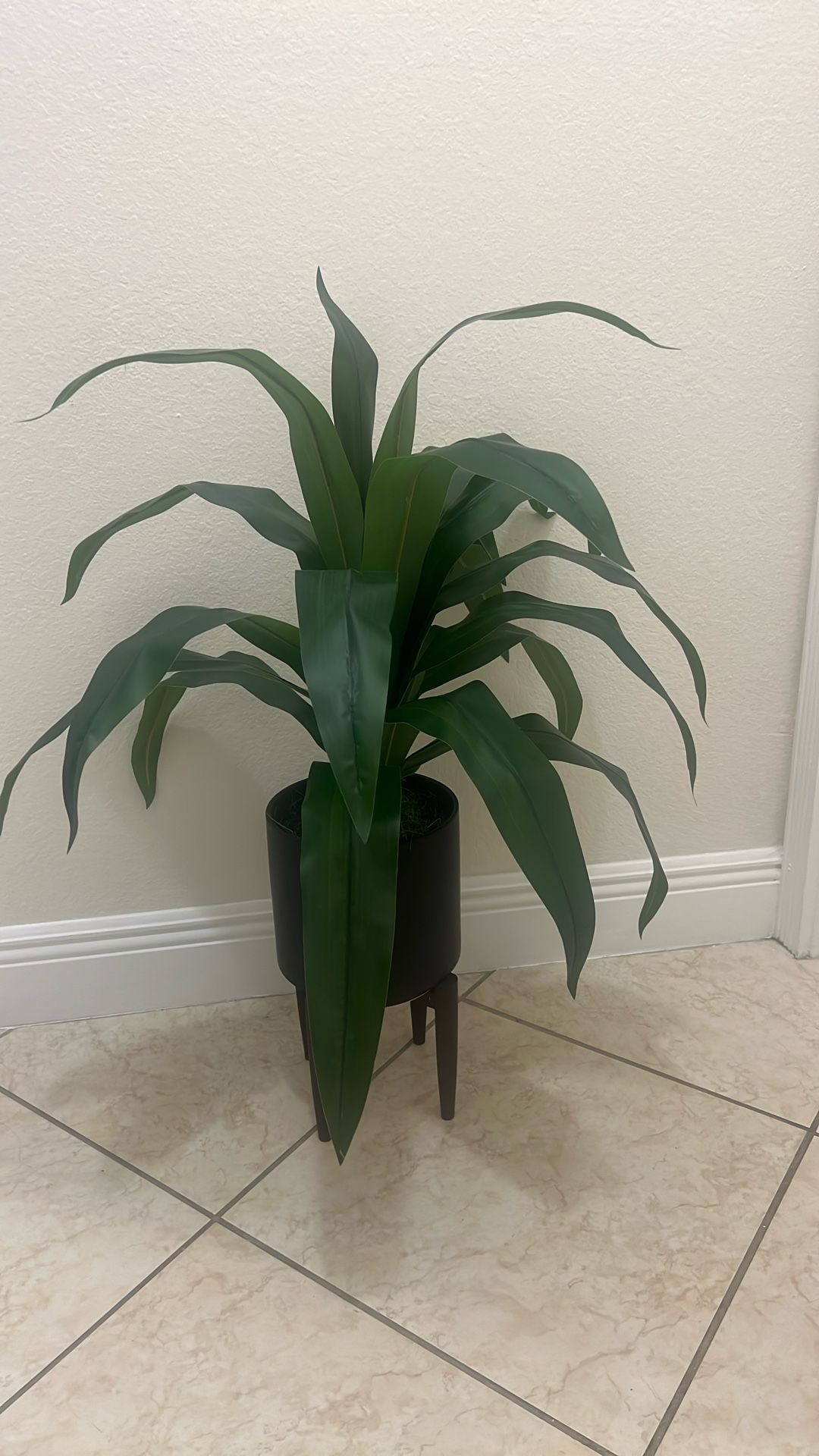 Decorative Plant