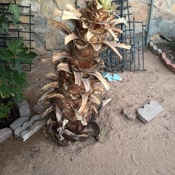 Palm Tree For Sale