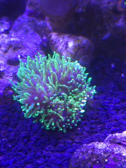 Fake Green Harry Mushroom aquarium decoration coral