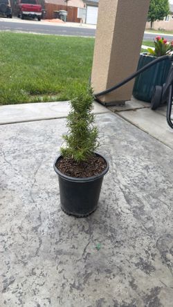 Rosemary $15