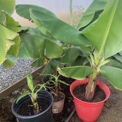 Baby Bananas Plants