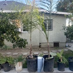 Palm Trees