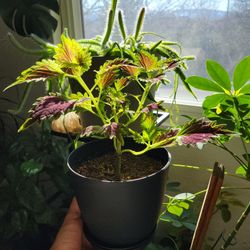 Coleus 6" Pot