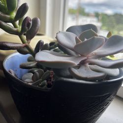 Beautiful Succulents in Ceramic Bowl  (roughly 6” Wide)