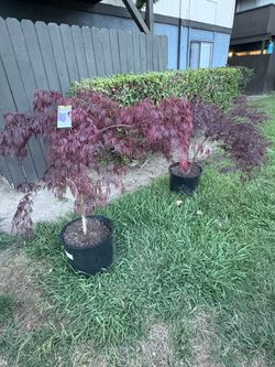 Japoneses maple