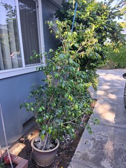 Ficus Tree