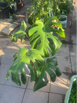 Monstera big leaf