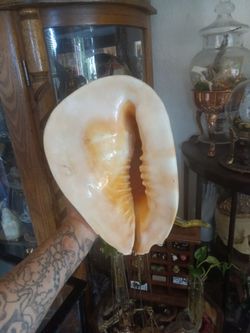 XL Sea shells and natural coral