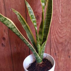 Rooted Snake plant 