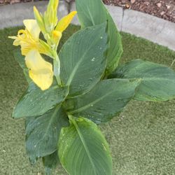 Canna Lily Yellow (Flowering Now)