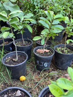 Guanábana(soursop trees