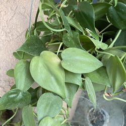 HERMOSAS PLANTAS NATURALES “  FILODENDRO CORDATUM Plant 