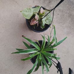plantas $8 cada una