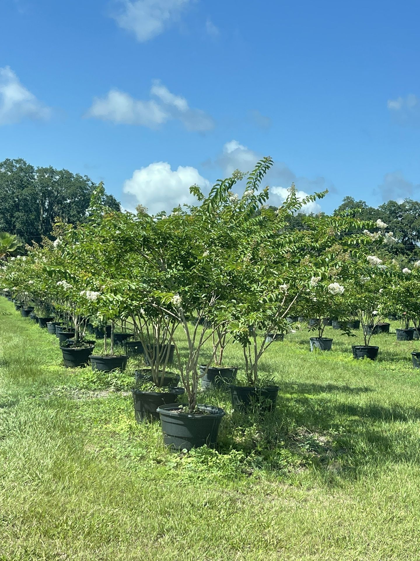 white crepe myrtle 30 gallon