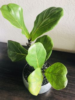 Real Fiddle Leaf Fig 1ft Tree in Galvanized/gold planter pot home decor flower plants