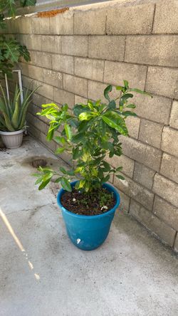 Lemon tree yellow