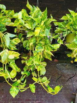 Large Golden Hanging Pathos