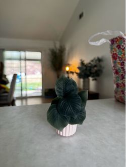 Bath & body wall plug