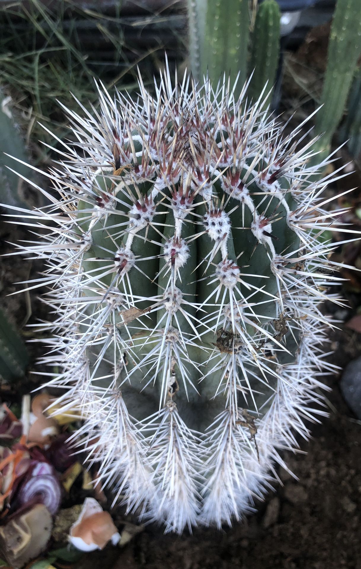 Saguaro 24” High 7 “ Inches Wide