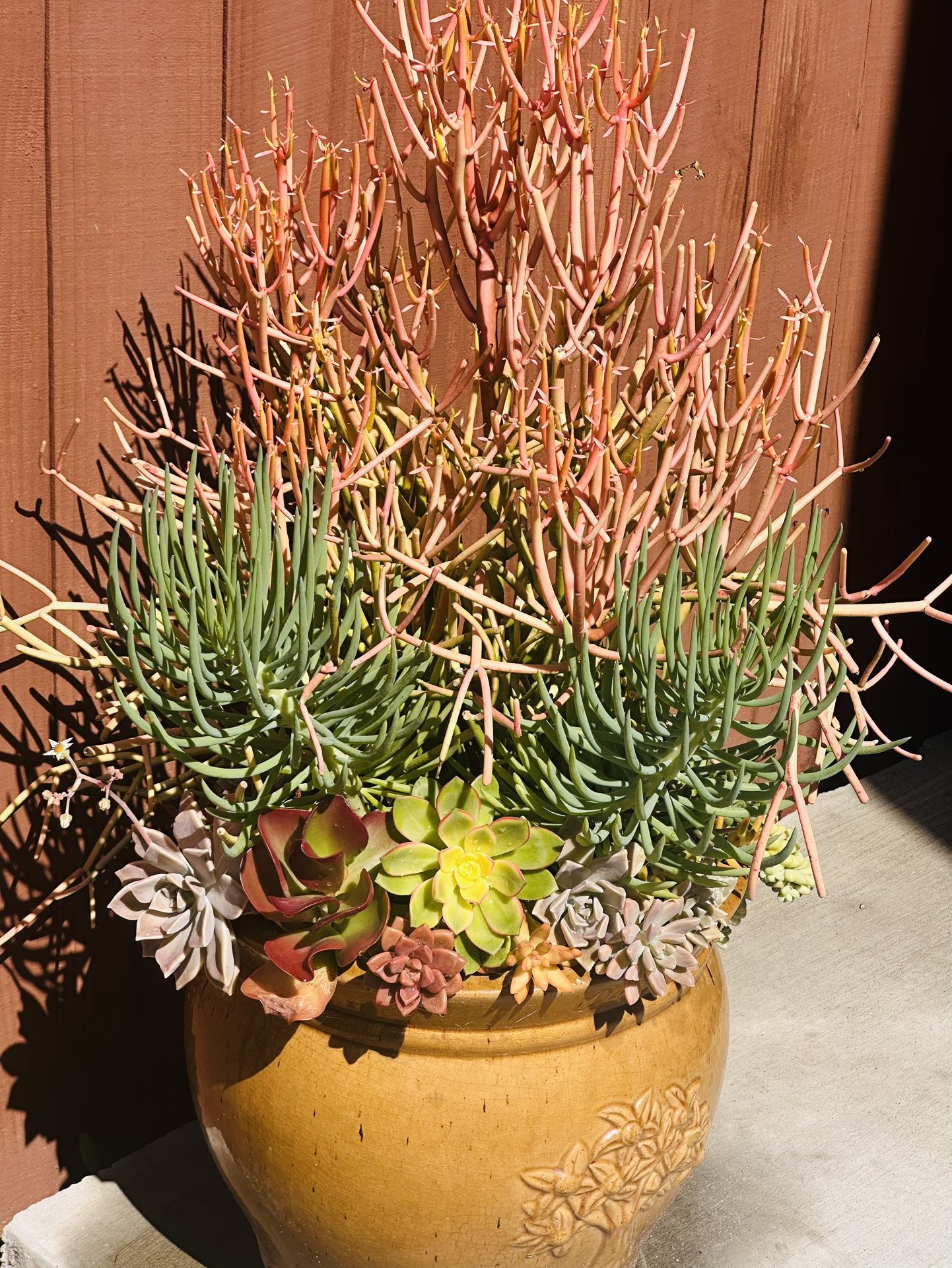 A Big Ceramic Pot Of Succulents