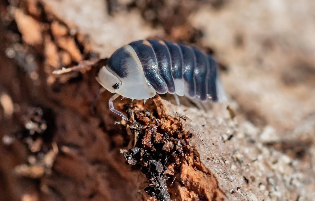 Isopod Cultures