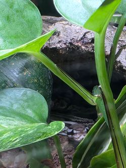 Bioactive Reptile Vivariums