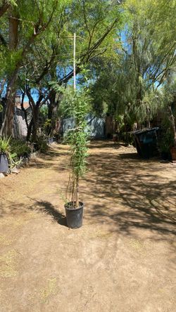 Mesquite, 84” High Tree 