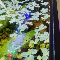 Aquarium plants - water lettuce