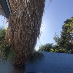 Palm Tree Trim 